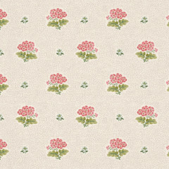 PRIMULA