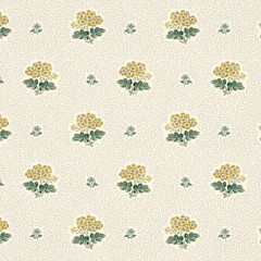 PRIMULA