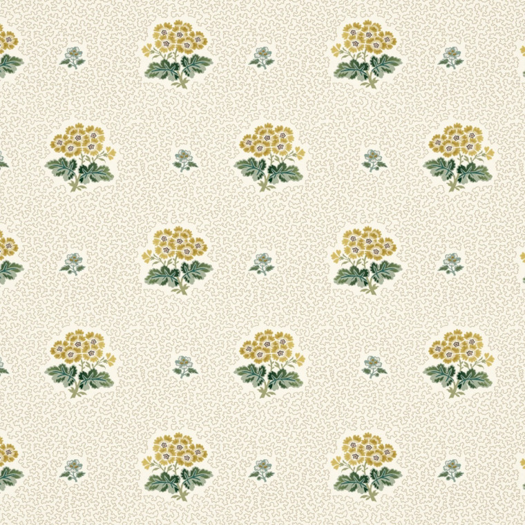 PRIMULA