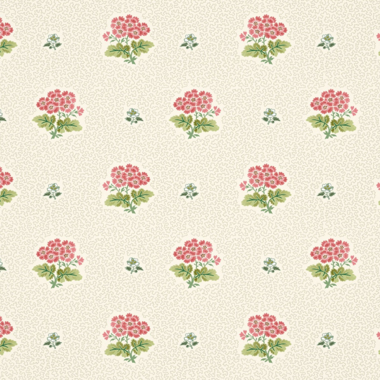 PRIMULA
