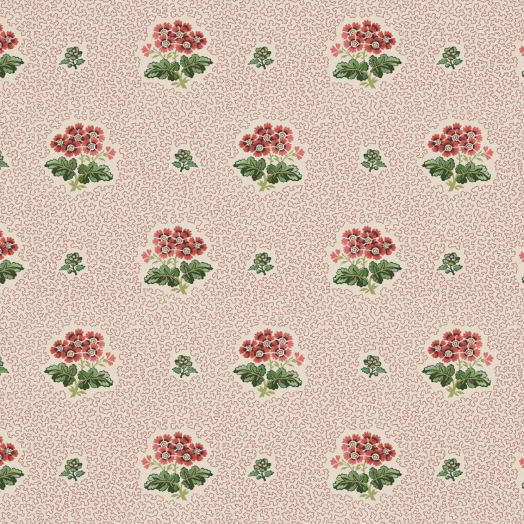 PRIMULA
